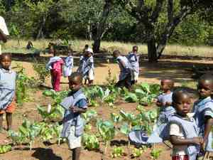 Children watereing vegetables