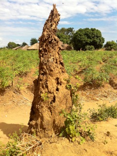 Termite mound