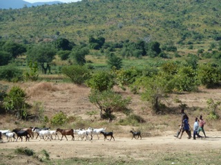 Herding goats