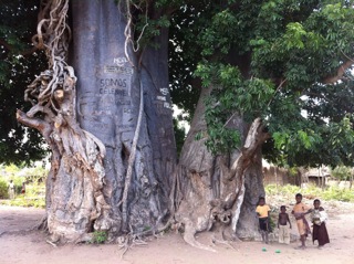 Baobab trees