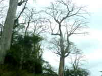 Baobab trees