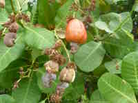 Cashew Nut Fruit